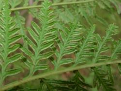 Pteris tremula. Abaxial surface of secondary pinnae showing marginal sori.
 Image: L.R. Perrie © Leon Perrie CC BY-NC 3.0 NZ